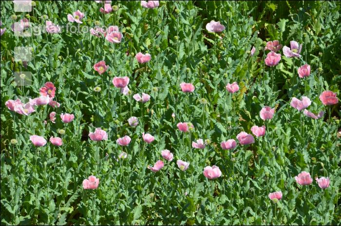 Graumohn Blüte 24
