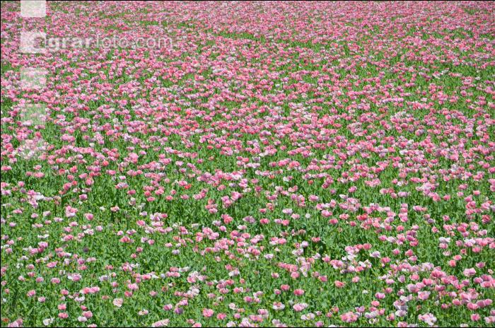 Graumohn Blüte 23