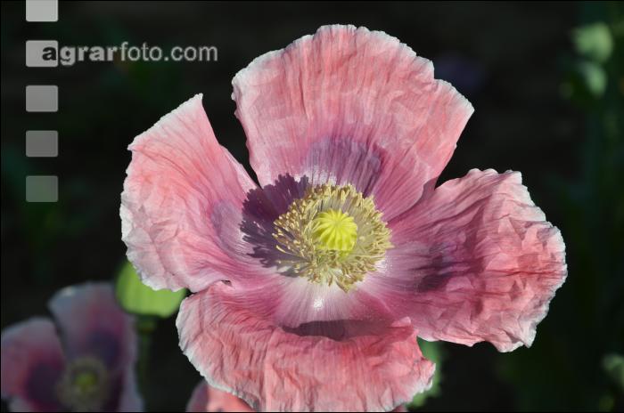 Graumohn Blüte 22