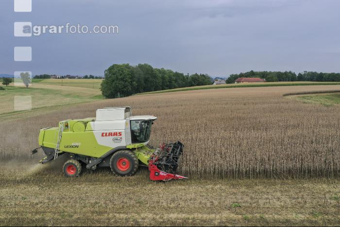Graumohn Ernte 25