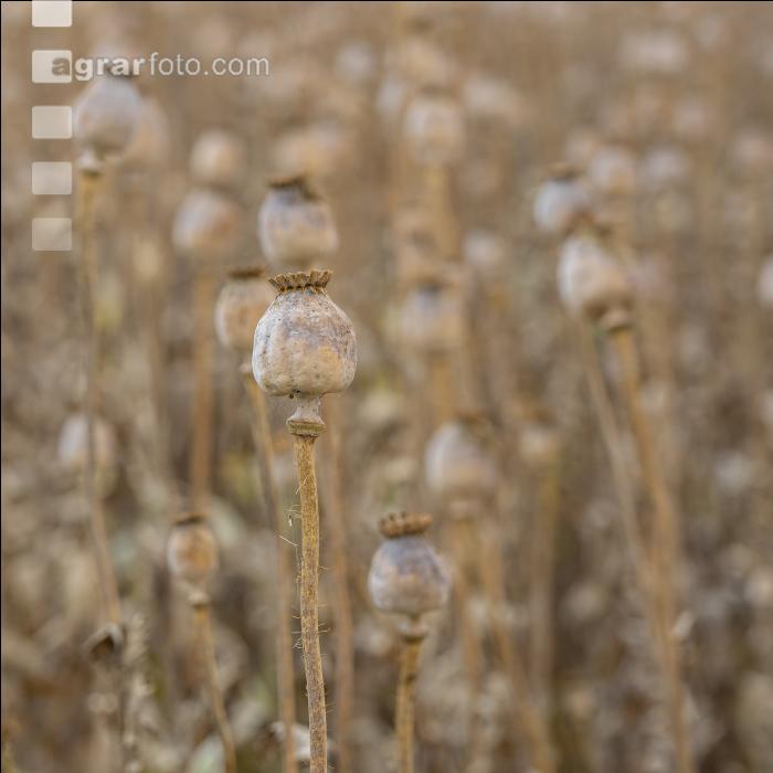 Graumohn Ernte 5