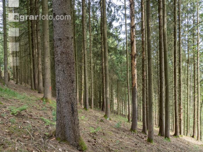 Fichte Käferbaum 6