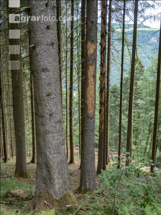 Fichte Käferbaum 5