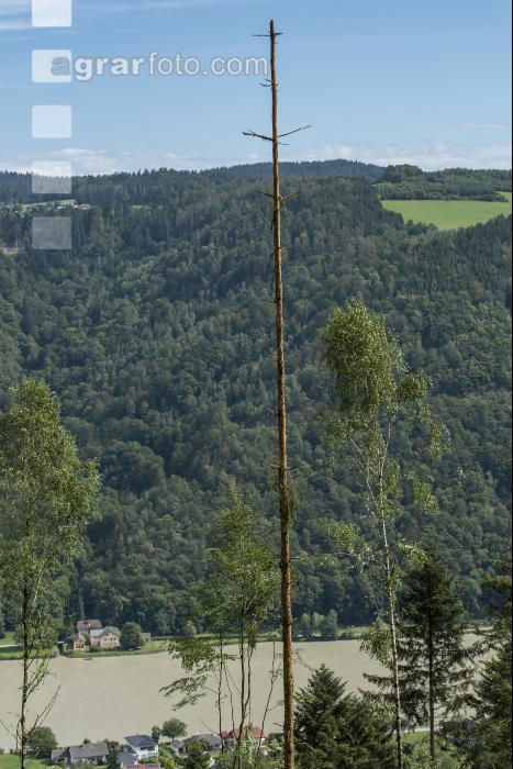 Fichte Käferbaum 4