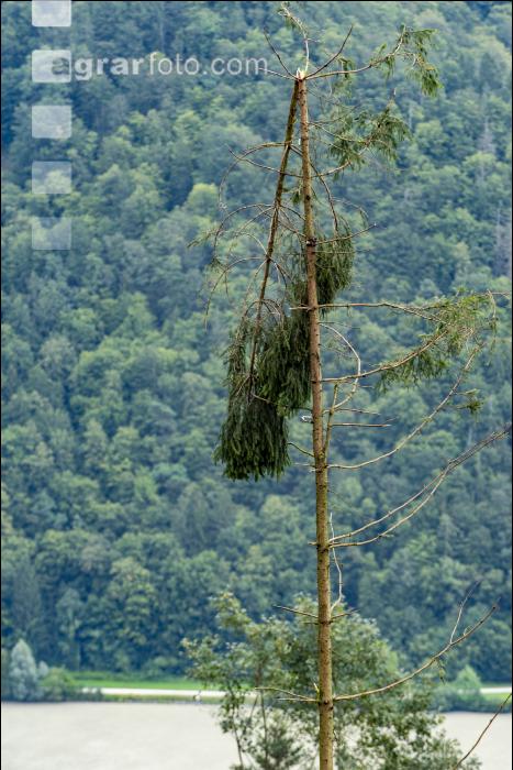 Fichte Käferbaum 3