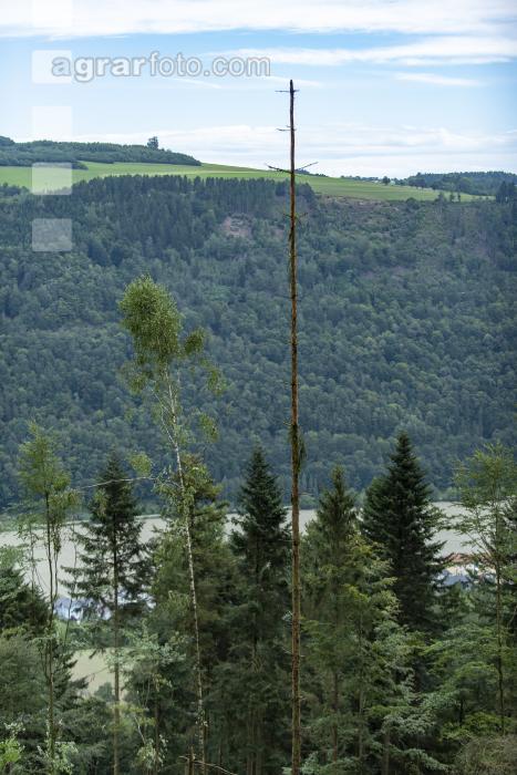 Fichte Käferbaum 2