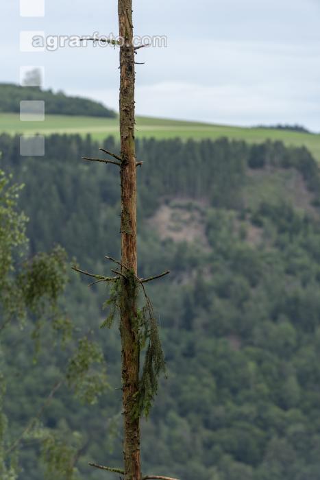 Fichte Käferbaum 1