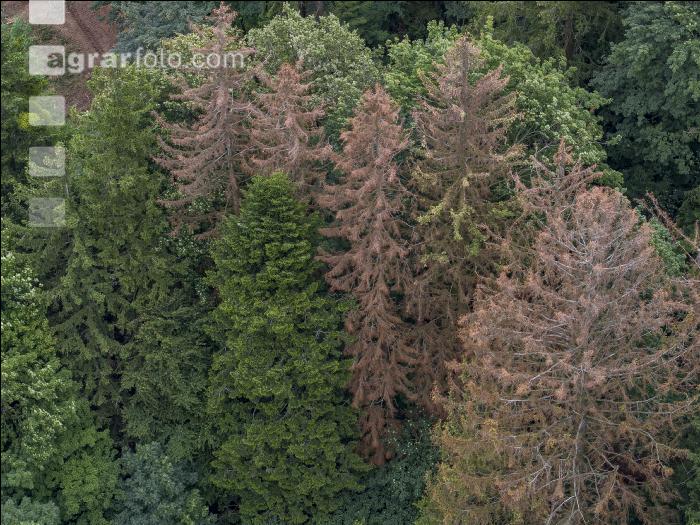 Flächen mit Käferbefall 3
