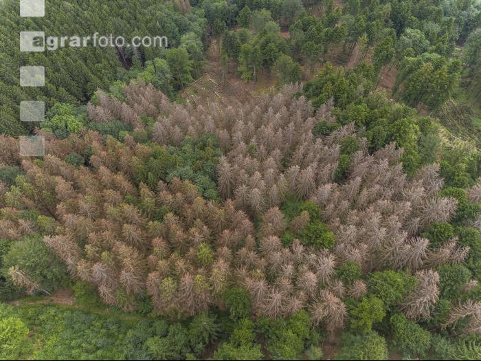 Bark beetle damage 213
