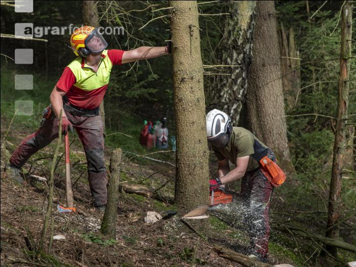 Forstarbeiter Schadholz 10