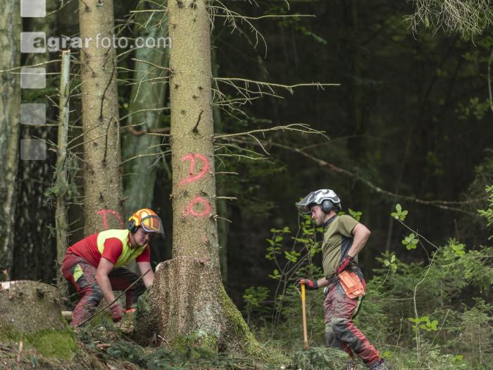 Forstarbeiter Schadholz 7