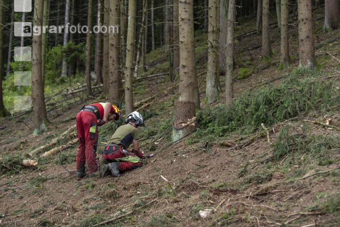 Forstarbeiter Schadholz 2