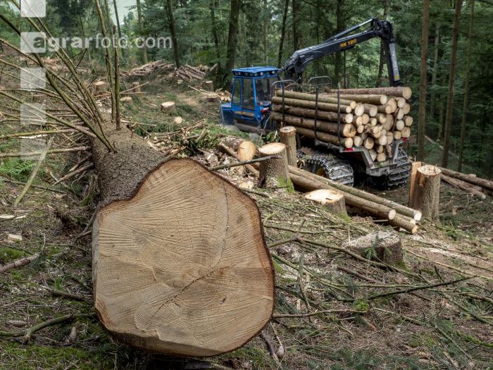 Forwarder Käferholz 27