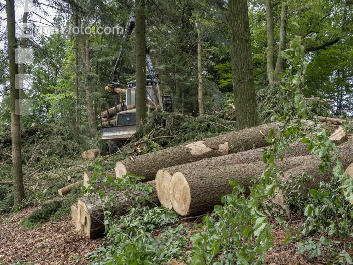 Harvester Käferholz 35