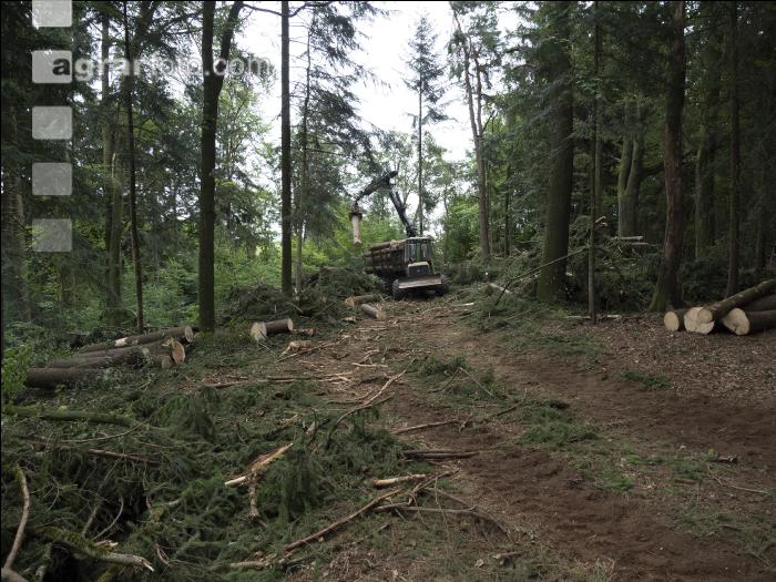Harvester Käferholz 31