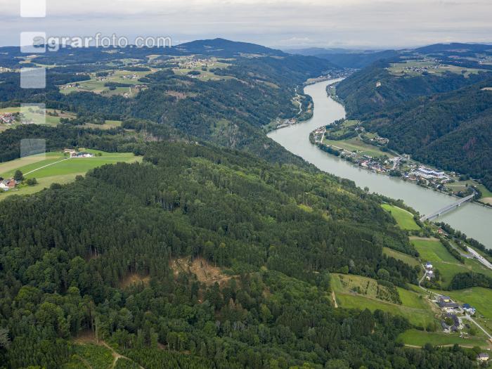 Käferholz im Donautal 1