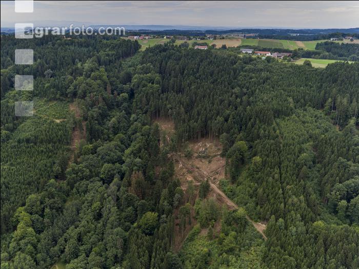 Lücken durch Käferbefall 8