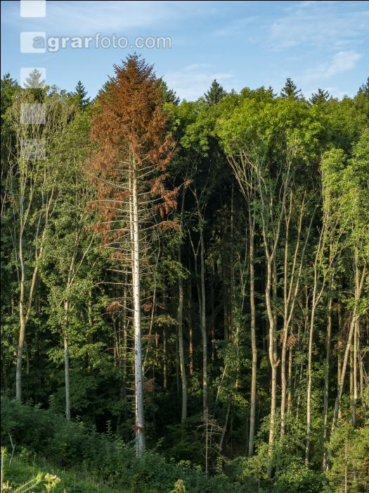 Tannenborkenkäfer dürrer Baum 1