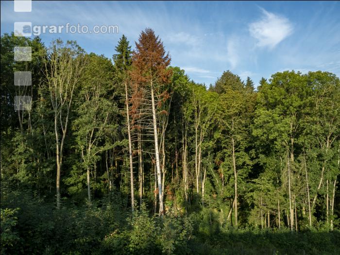 Tannenborkenkäfer dürrer Baum 3