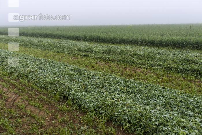 Gründüngung im Nebel 11