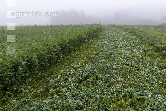 Gründüngung im Nebel 10
