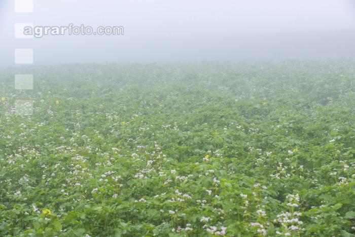 Gründüngung im Nebel 7
