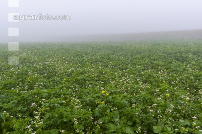 Gründüngung im Nebel 6