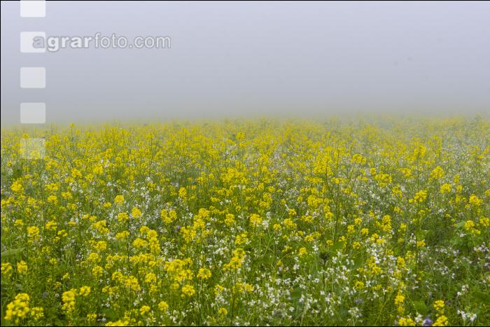 Gründüngung im Nebel 5