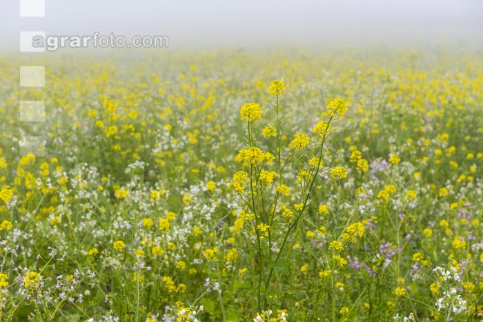 Gründüngung im Nebel 3