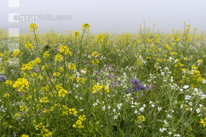 Gründüngung im Nebel 2