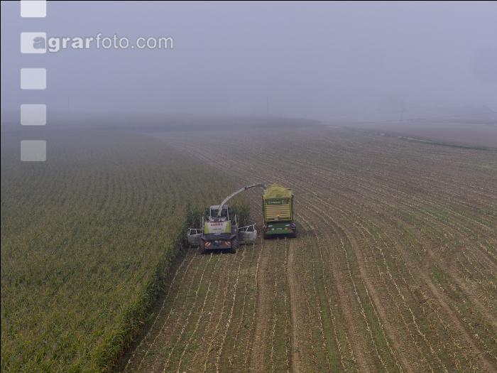 Mais häckseln im Nebel 31