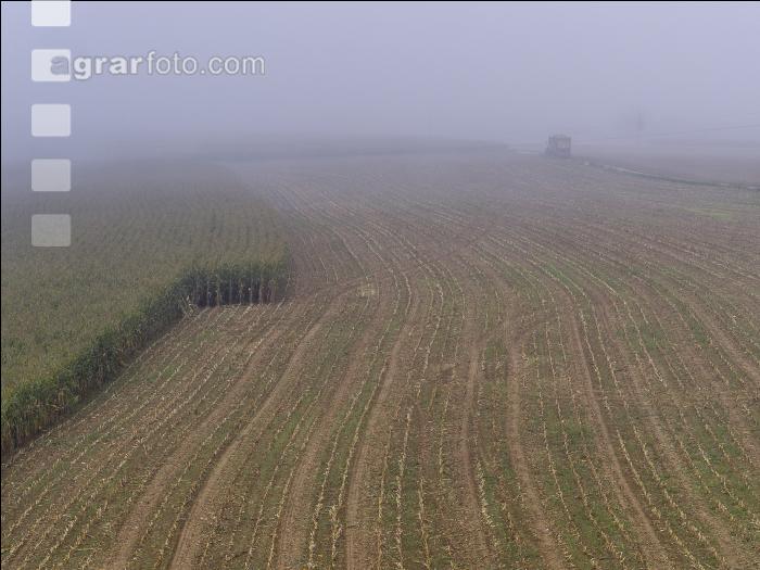Mais häckseln im Nebel 29