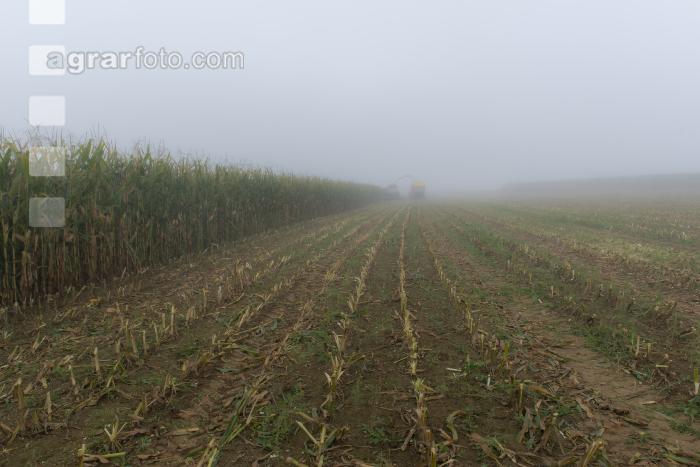 Mais häckseln im Nebel 27