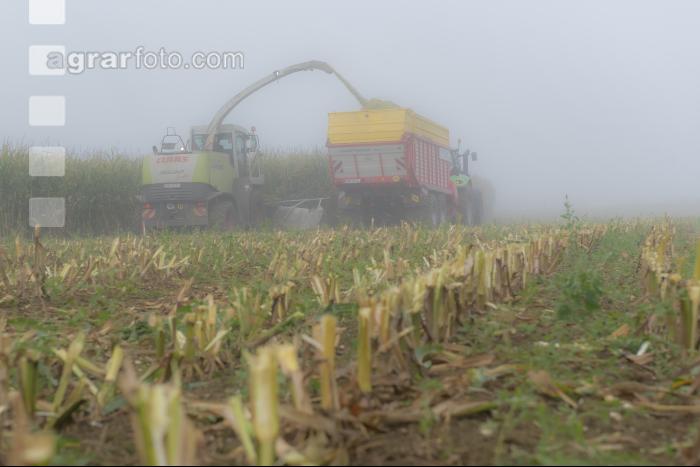 Mais häckseln im Nebel 24