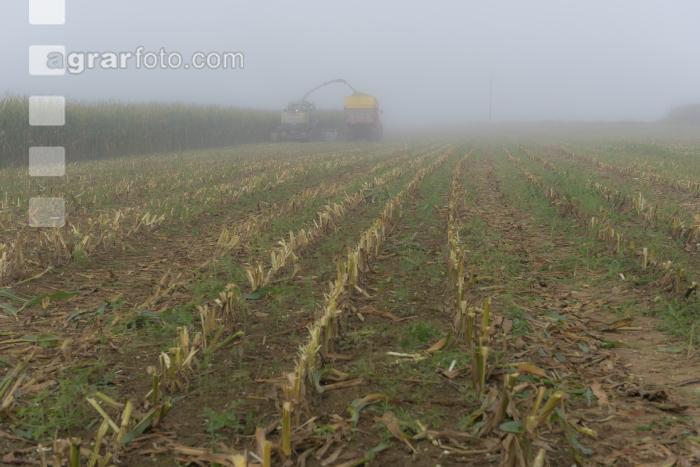 Mais häckseln im Nebel 23