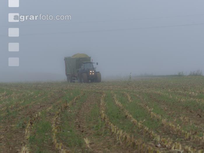 Mais häckseln im Nebel 19