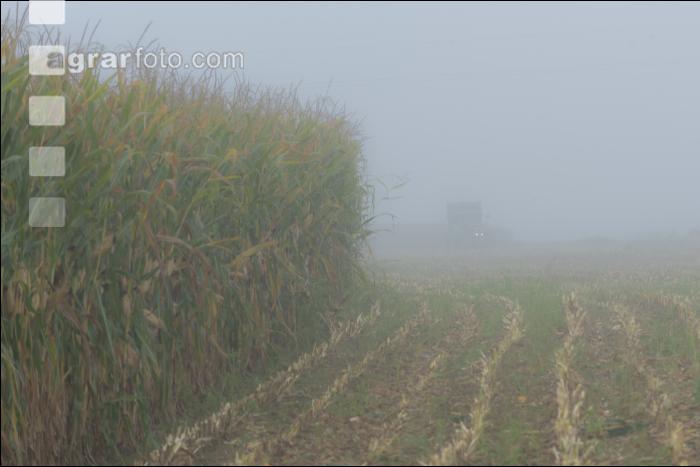 Mais häckseln im Nebel 16