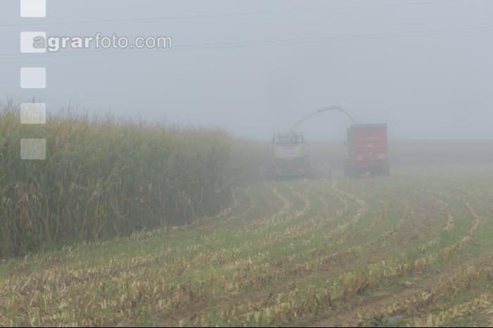 Mais häckseln im Nebel 15