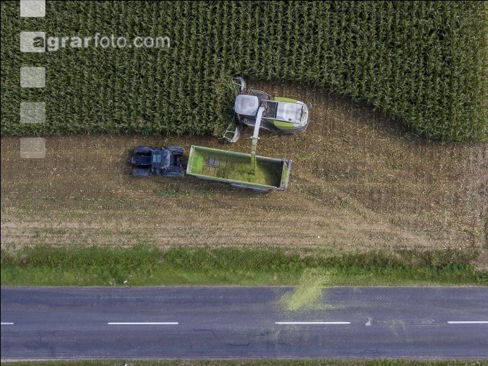 Corn silage harvest 67