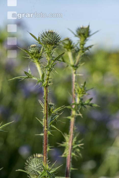 Ackerkratzdistel 8