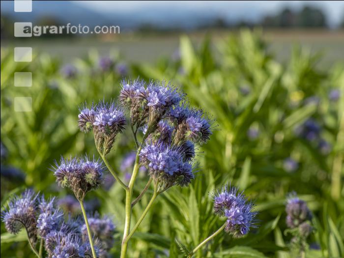 GD Gemenge mit Phacelia 8