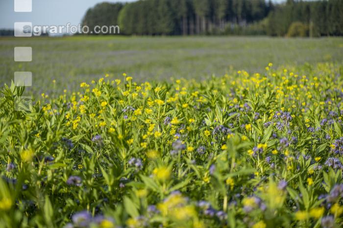 GD Gemenge mit Phacelia 7