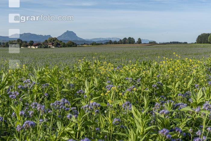 GD Gemenge mit Phacelia 6