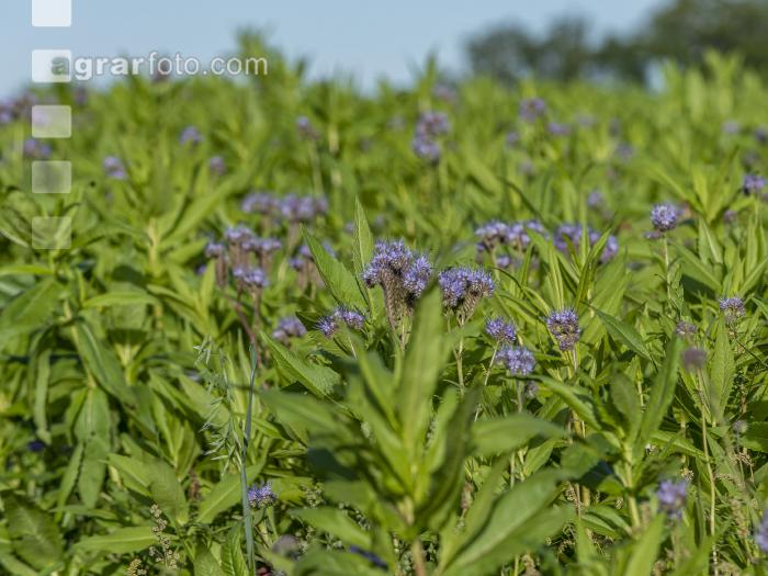 GD Gemenge mit Phacelia 4