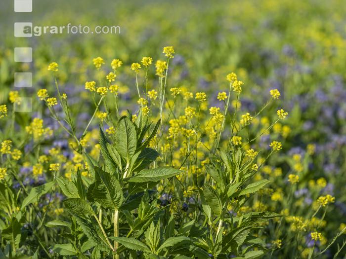 GD Gemenge mit Phacelia 3