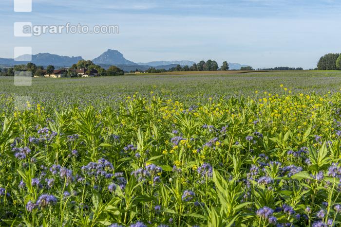 GD Gemenge mit Phacelia 1