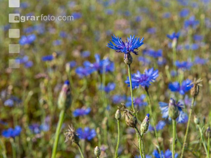 Kornblumen  3