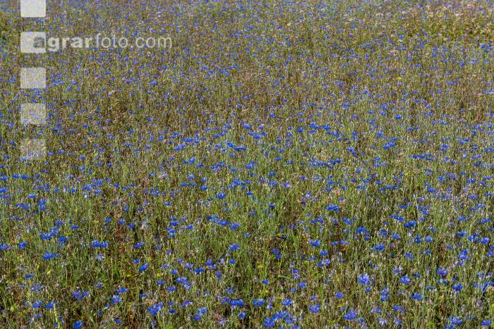 Kornblumen  2