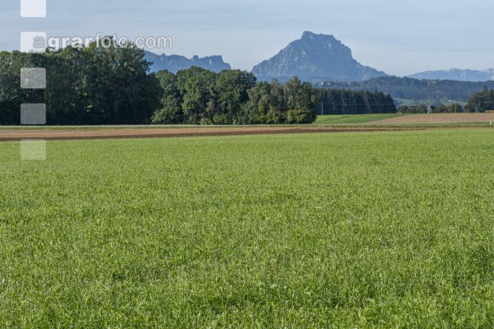 Landsberger Gemenge 7