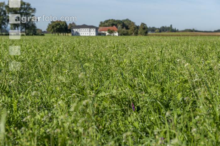 Landsberger Gemenge 1